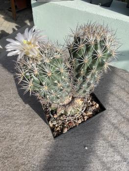 Echinomastus warnockii